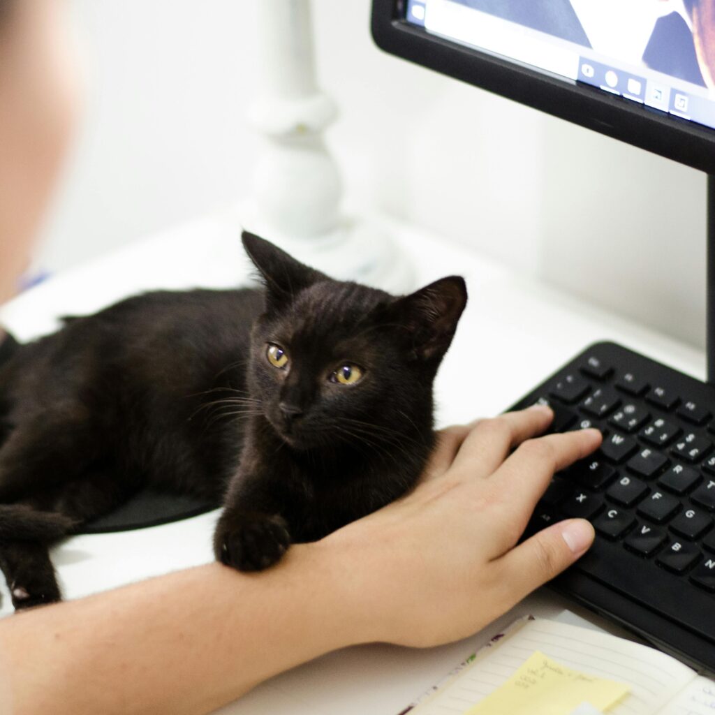 Un gato negro con su pata sobre la mano de su humano, quien intenta escribir en un teclado negro.